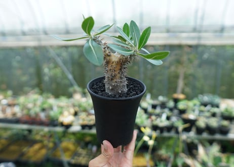 パキポディウム　伊藤ハイブリッド　Pachypodium 'Itoh Hybrid'