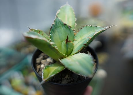 アガベ　チタノタ　錦　Agave titanota Variegated