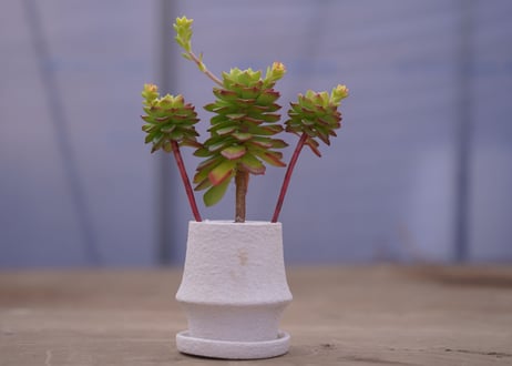 セデベリア　レティジア Sedeveria 'Letizia'