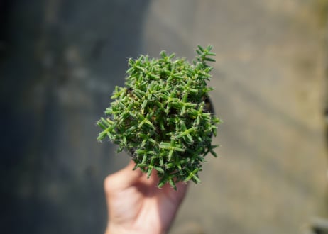 トリコディアデマ ステラツム　Trichodiadema stellatum