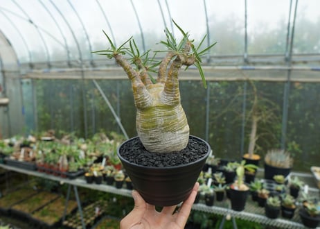 パキポディウム　グラキリス　 Pachypodium Gracilius  No.1
