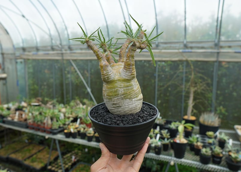 パキポディウム グラキリス Pachypodium Gracilius No.1 | ma