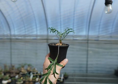 ペラルゴニウム　ビオリフロルム　Pelargonium violiflorum　C13