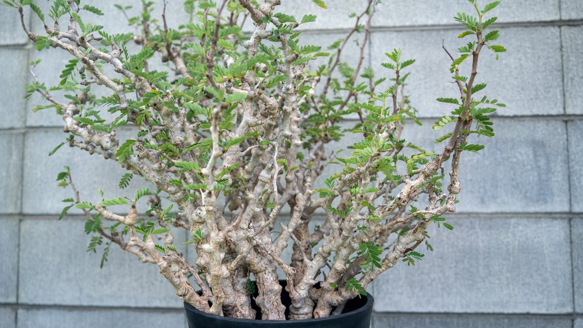センナメリディオナリス　現地球　灌木　塊根植物　発根済み　美形　大型 senna meridionalis《大きめM size》※現地球株発根済※枝振り