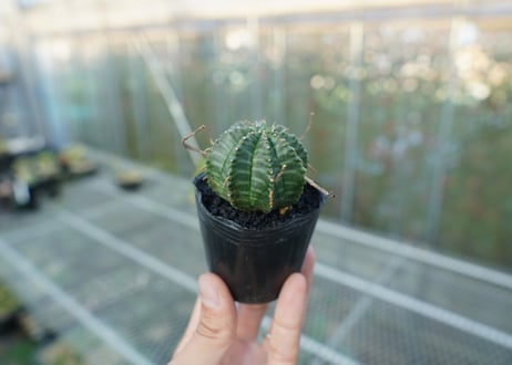 ユーフォルビア　スーパーバリダ　Euphorbia super valida  No.1