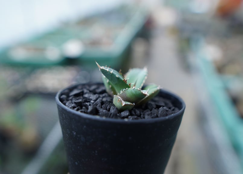 アガベ チタノタ FO-76 Agave titanota FO-76 No.23 | ma