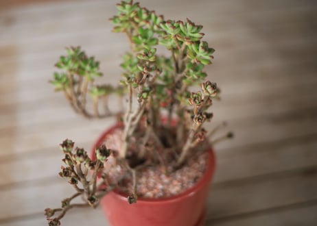 小人の祭り　Aeonium sedifolium