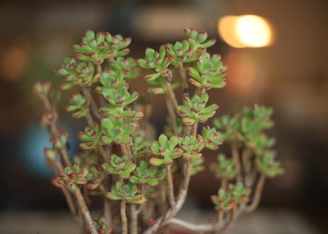 小人の祭り　Aeonium sedifolium