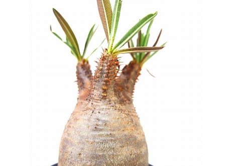 Pachypodium Gracilius パキポディウム  グラキリス  №11 little