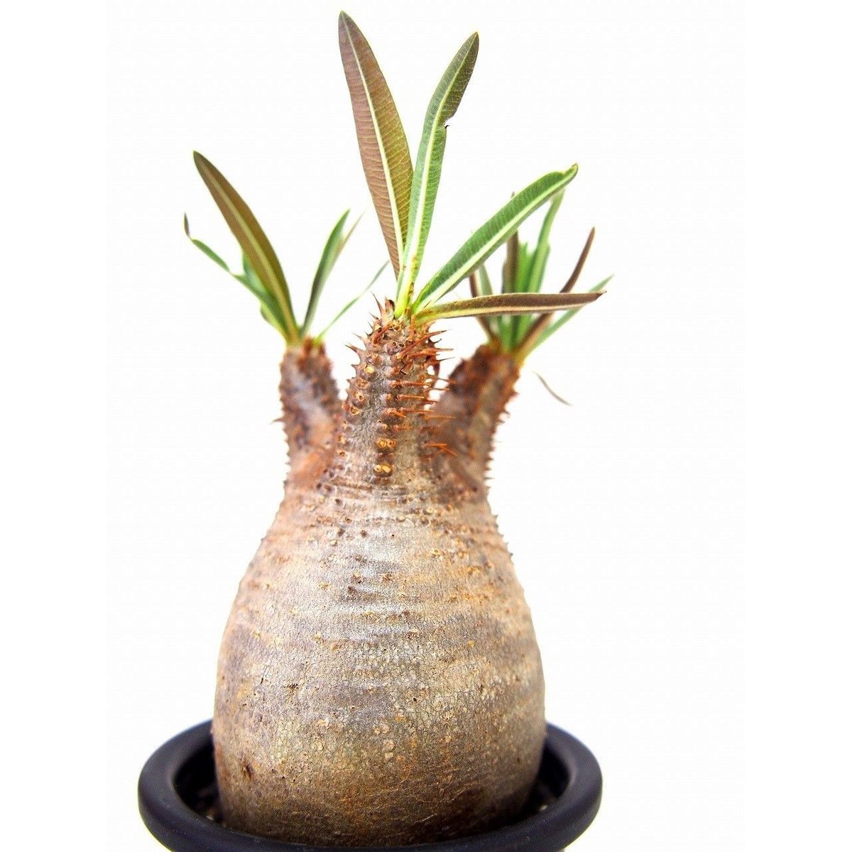 パキポディウム グラキリス Pachypodium gracilius ① パキポディウム グラキリス 実生／Pachypodium gracilius no.