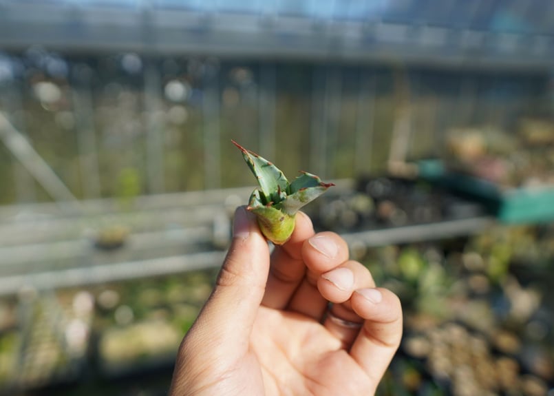 抜き苗】アガベ パラサナ ファイヤーボール Agave parrasana Fire bal