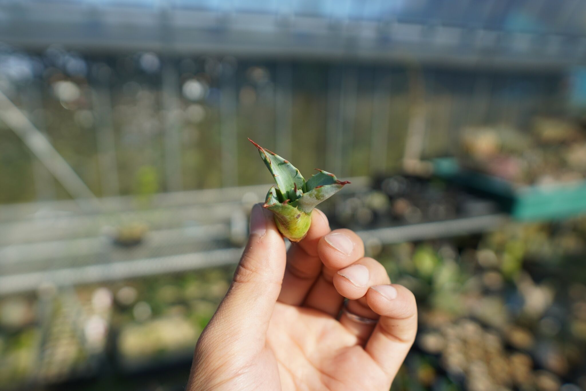 抜き苗】アガベ パラサナ ファイヤーボール Agave parrasana Fire bal