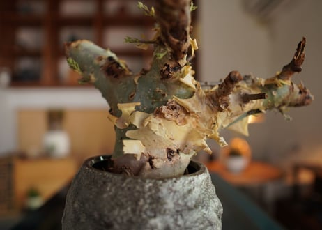 コミフォラ カタフ ターカネンシス 　Commiphora kataf ver.turkanensis
