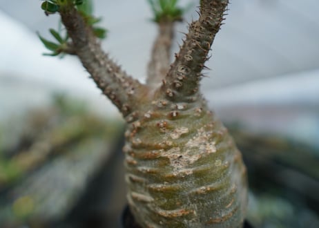 パキポディウム　グラキリス　Pachypodium  Gracilius No.5