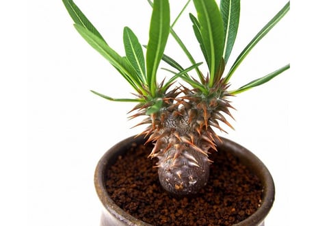 Pachypodium rosulatum   パキポディウム　ロスラーツム  №３