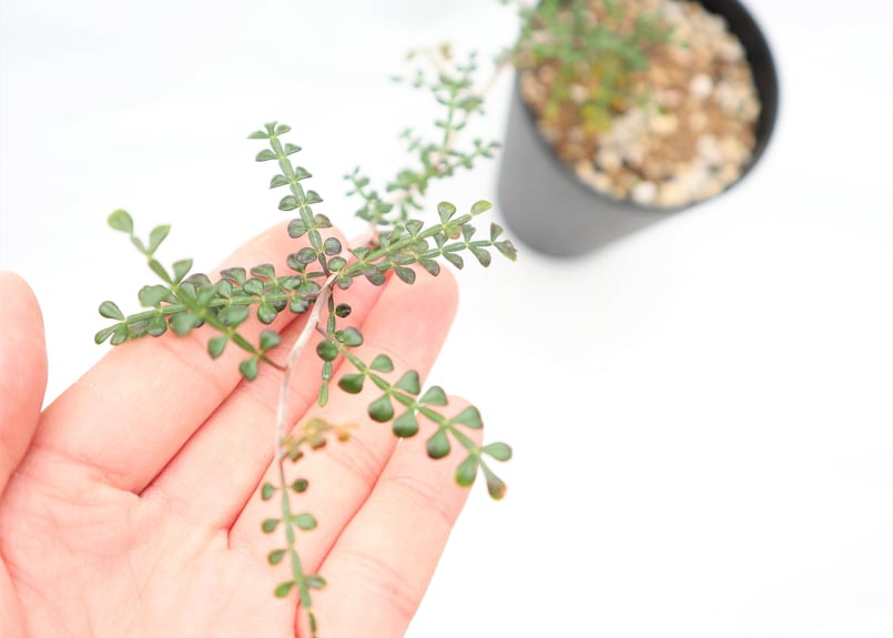 オペルクリカリア デカリー 根挿し | mana's farm:塊根植物・アガベ