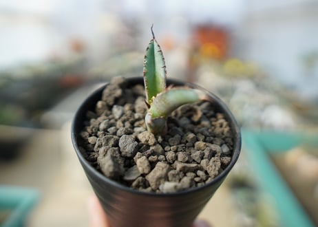 アガベ　チタノタ　 ブラックアンドブルー 　Agave titanota black and blue No.2