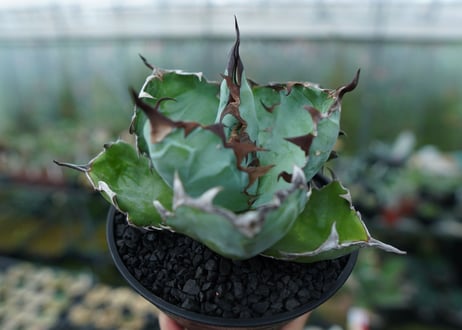 アガベ　チタノタ　 ブラックアンドブルー 　Agave titanota black and blue　No.1