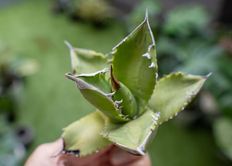 Agave Sowing seeds A NO.1