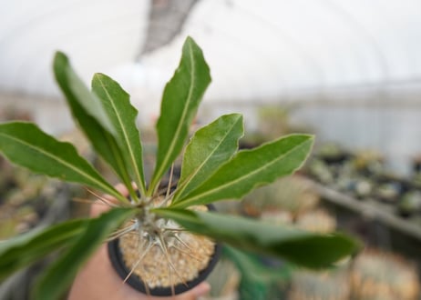 パキポディウム　サンデルシー　Pachypodeium saundersii