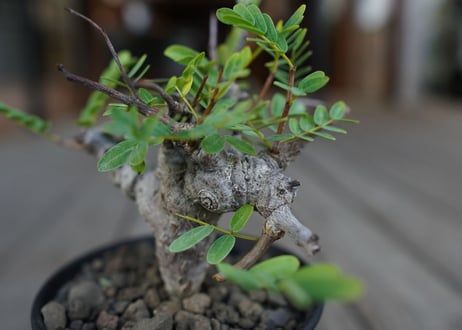 センナ　メリディオナリス　Senna meridionalis　No.1
