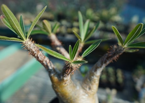 パキポディウム　グラキリス　 Pachypodium Gracilius  No.8