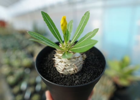 パキポディウム　恵比寿大黒　Pachypodium Densicaule　No.3