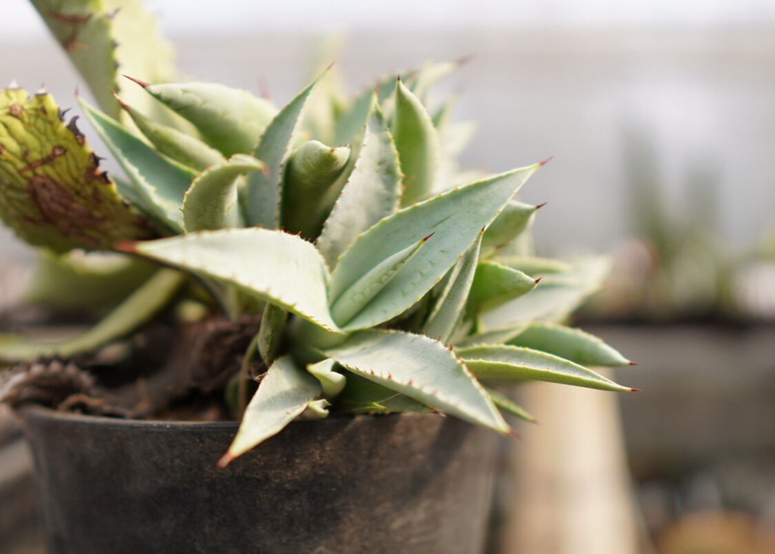 アガベ チタノタ ドラゴントゥース カキコ | mana's farm:塊根植物