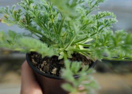 ペラルゴニウム　アッペンディクラツム　Pelargonium appendiculatum　C14
