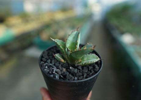 アガベ　チタノタ　 ブラックアンドブルー 　Agave titanota black and blue　No.3