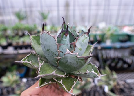 Agave titanota Agave B&B S No.1