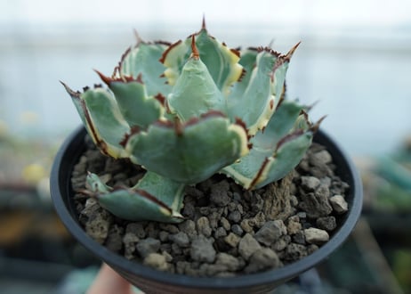 アガベ　兜蟹錦　連棘　Agave isthmensis “Kabutogani” variegata　NO.1