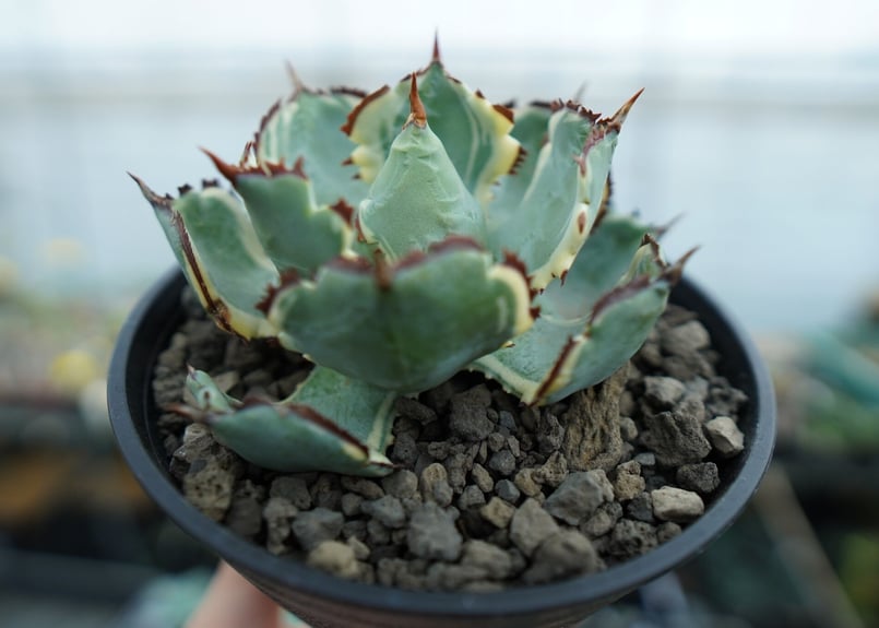 アガベ 兜蟹錦 連棘 Agave isthmensis “Kabutogani” varieg