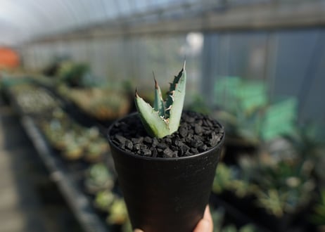 アガベ　チタノタ　ホワイトアイス 　agave titanota whiteice
