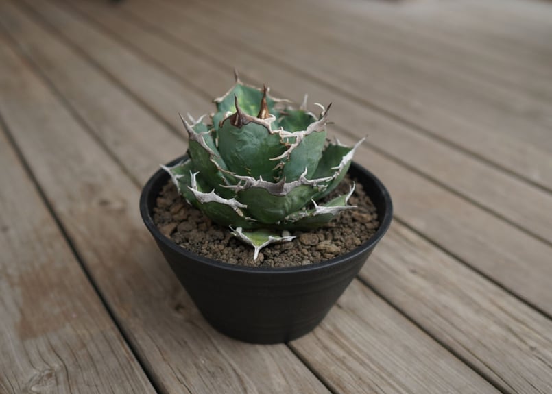 AGAVE TITANOTA FO-76 実生株 agave titanota FO-76 特選株（子株販売） – DELTA PLANTS