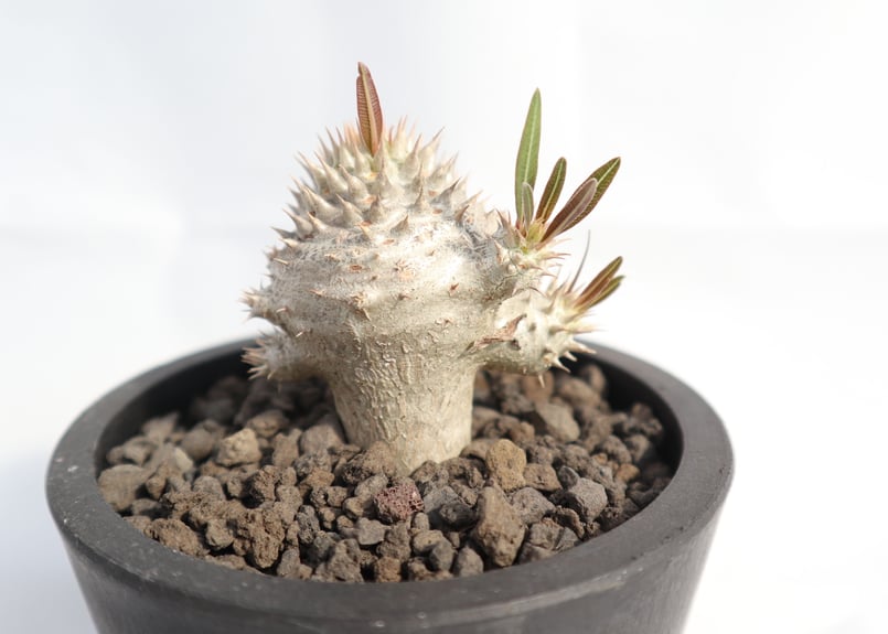 パキポディウム　イノビナツム2頭レア パキポディウム イノピナツム no.2 | mana's farm:塊根植物・アガベ