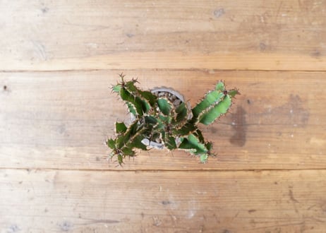 オオマトイ 　Euphorbia triangularis