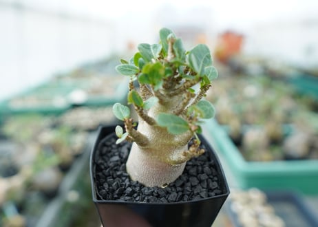アデニウム　Adenium　No.1