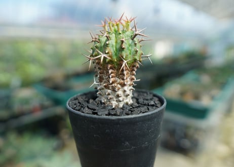 ユーフォルビア　群星冠　Euphorbia stellispina