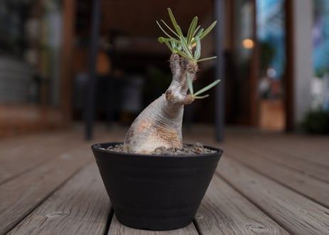 パキポディウム　グラキリス　 Pachypodium Gracilius