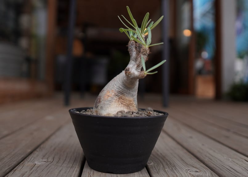 パキポディウム グラキリス Pachypodium Gracilius | mana's f