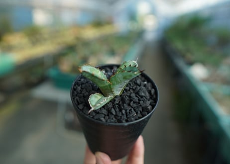 アガベ　チタノタ　 ブラックアンドブルー 　Agave titanota black and blue　No.3