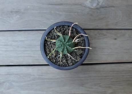 ユーフォルビア　バリダ　Euphorbia valida　NO.2