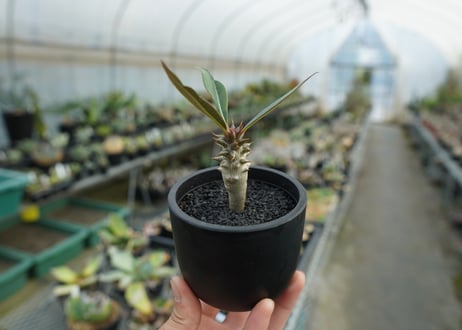 パキポディウム　バロニー　Pachypodium baronii  No.2