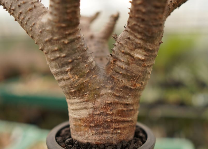 パキポディウム マカイエンセ | mana's farm:塊根植物・アガベ・ドライ