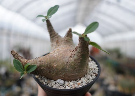 パキポディウム　マカイエンセ　Pachypodium Makayense　NO.5