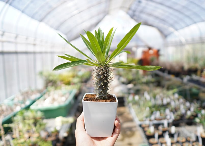 パキポディウム・フィヘレネンセ 塊根植物 パキポディウム フィヘレネンセ 種子 Pachypodium
