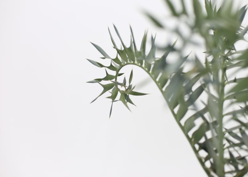 エンセファラルトス ホリダス no.10 | mana's farm:塊根植物・アガベ