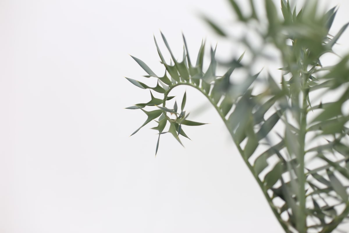 エンセファラルトス ホリダス no.10 | mana's farm:塊根植物・アガベ