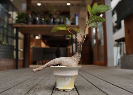 フィランサス　ミラビリス　Phyllanthus mirabilis